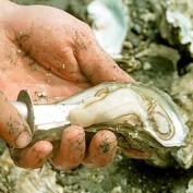 oysterfan profile image
