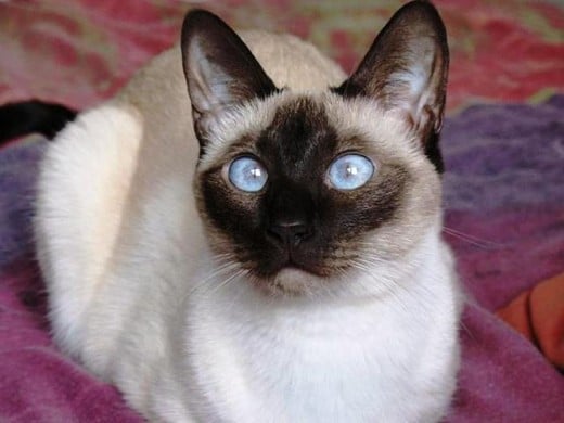 Seal Point Traditional Siamese Cat