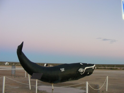 Whale watching is a major opportunity while crossing the Nullabor during the migration season. This model is part of the Nullabor Roadhouse appeal.