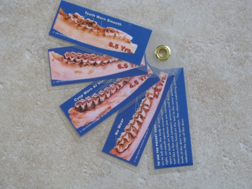 Compare the dental wear patterns of the deer in question to the pictures and descriptions on the POCKET DEER AGING TOOL