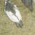 Pied juvenile Guinea