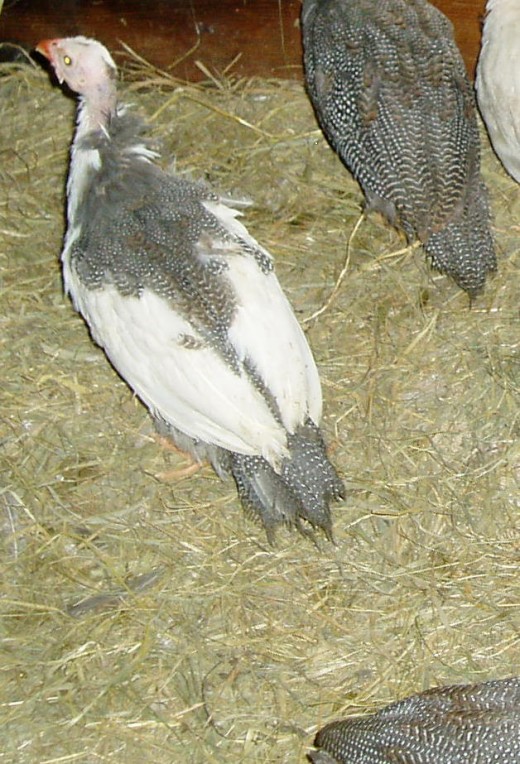 Pied juvenile Guinea