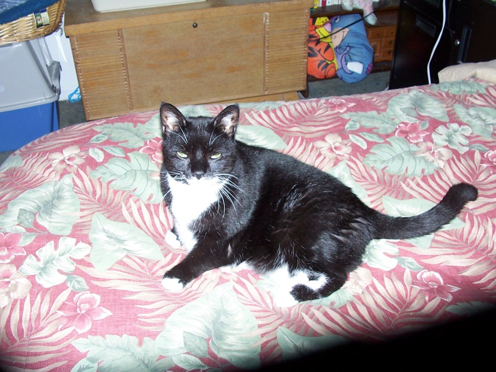 What Is Your Cat Really Trying To Tell You Pethelpful