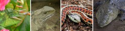 The Different Types of Reptile in the World Today