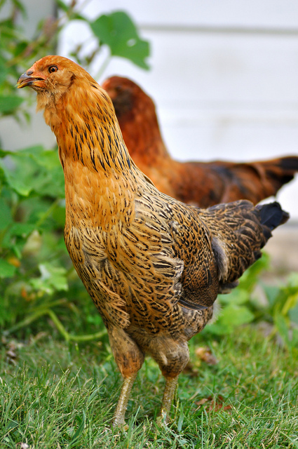 Many people are now keeping chickens in their back yards, even in the cities.