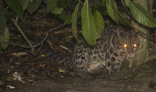 Bornean Clouded Leopard