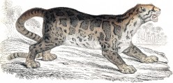 Bornean Clouded Leopard, Neofelis diardi, Discovered in 2006