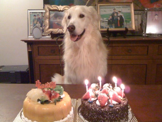 Bronzy's Sixth Birthday 2011