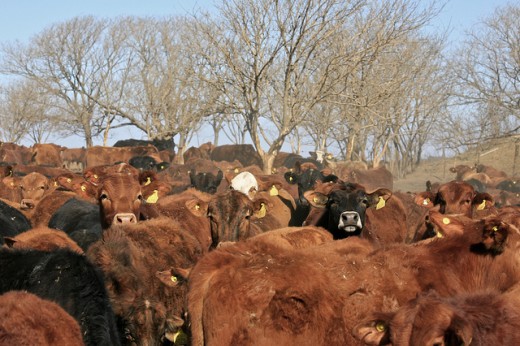 Cattle are often kept in crowded conditions where diseases would spread quickly if antibiotics were not routinely administered.