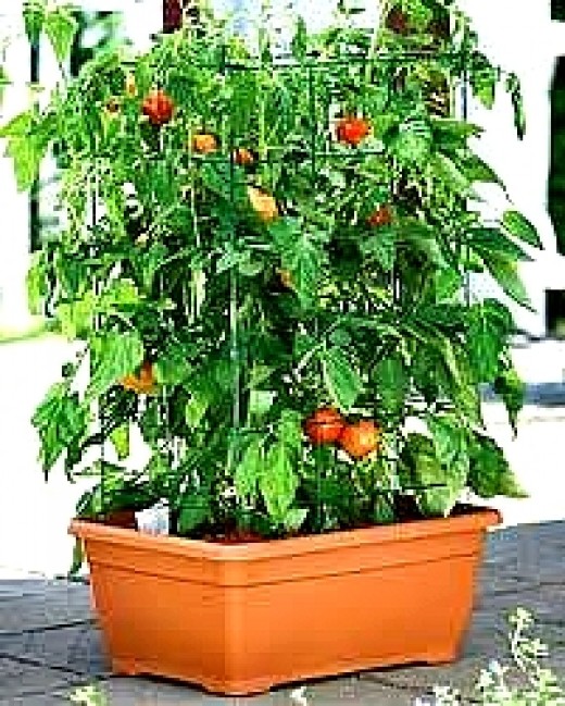How to Grow Vegetables in Pots and Containers Tips, Guides, Facts