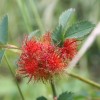 Prickly Flower profile image