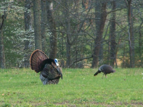 A male turkey strutting his stuff for the ladies