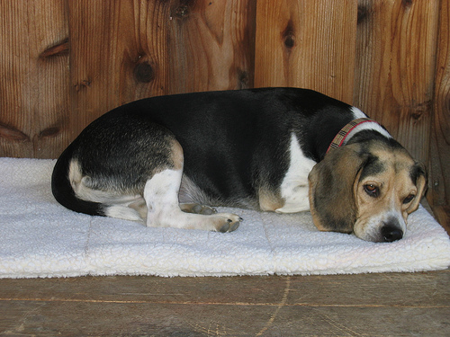 Charlie -