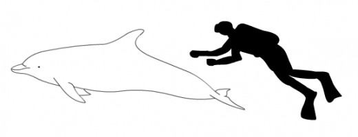 Figure 2: Size Comparison of an Average Human Against the Bottlenose Dolphin