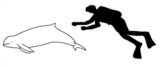 Figure 3: Size Comparison of an Average Human Against the Irrawaddy Dolphin