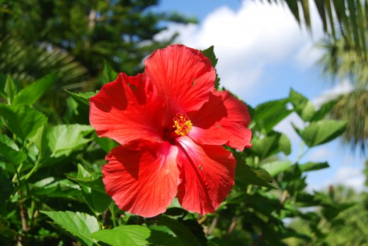 Even the common hibiscus flower is spectacular.