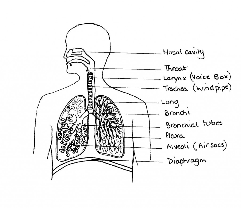 Asthma  U0026 Its Symptoms  Including A Plan Diagram Of A