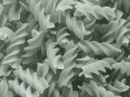 Pasta, pesto and green bean recipe: vegetarian main course