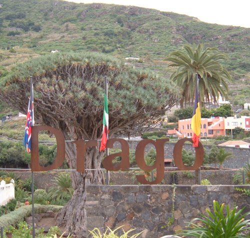 The 1,000-year-old Dragon Tree in Icod de los Vinos. Photo by Steve Andrews
