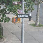 The catalpa tree on a Brooklyn street