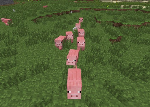 A plethora of pigs following a piece of wheat.