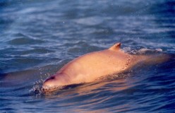 Dolphin - Australian Snubfin Dolphin