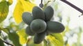 Pawpaws - 