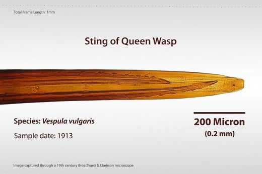 Here is a photo of a Queen Wasp's Stinger. 
