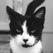 Miss_Kitty profile image