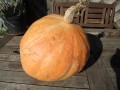 How to make pumpkin soup - a simple recipe
