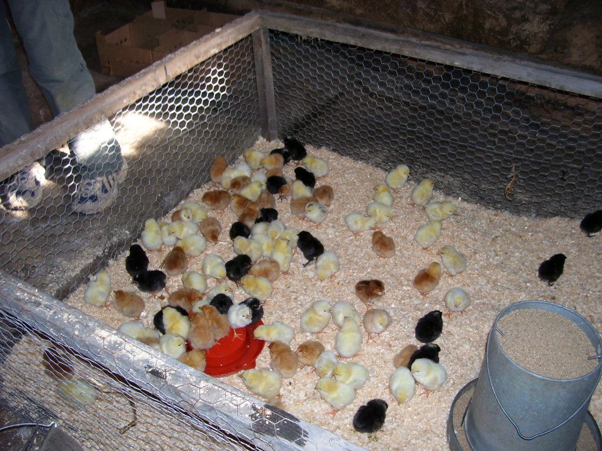 Keeping chicks in a smaller pen prevents them from straying too far from each other and keeps them close to heat lamp.  It is essential chicks be kept very warm for first couple of weeks.