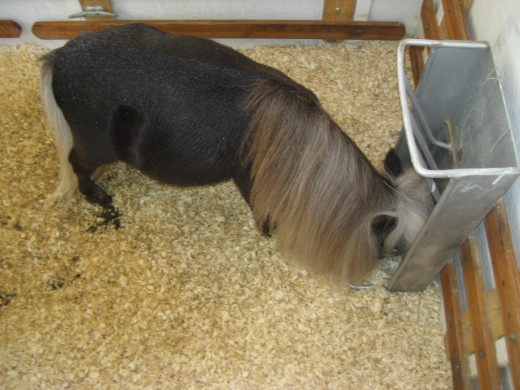 This horse is called by it's owner the world's smallest horse.