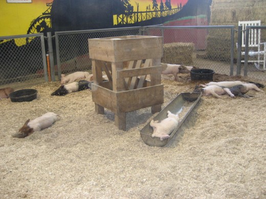 sleeping piglets.