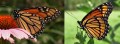 The Incredible Journey of the Monarch Butterflies