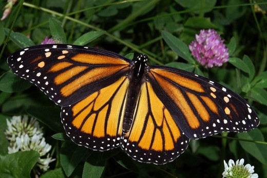 Female Monarch butterfly