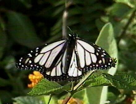 The white morph butterfly also known as the albino Monarch butterfly, native to Oahu, Hawaii.