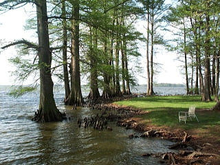 Cypress Trees and Cypress knees