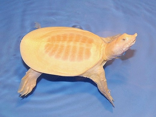 Soft shell turtle