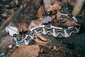 Gaboon Viper