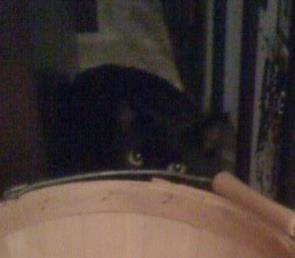 Peeking Kitty