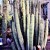 Desert Botanical Garden Desert Botanical Garden
