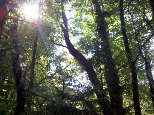 This is a photograph of the sun coming through the trees in my woods