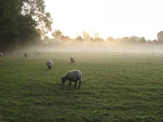 Sheep in a misty meadow in England.