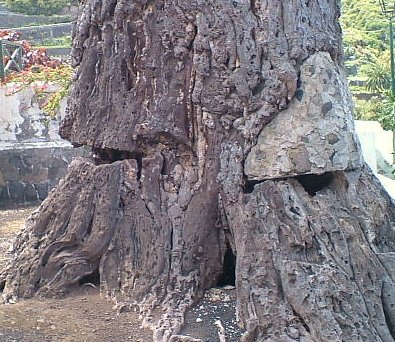 Base of Dragon Tree showing beehive entrances