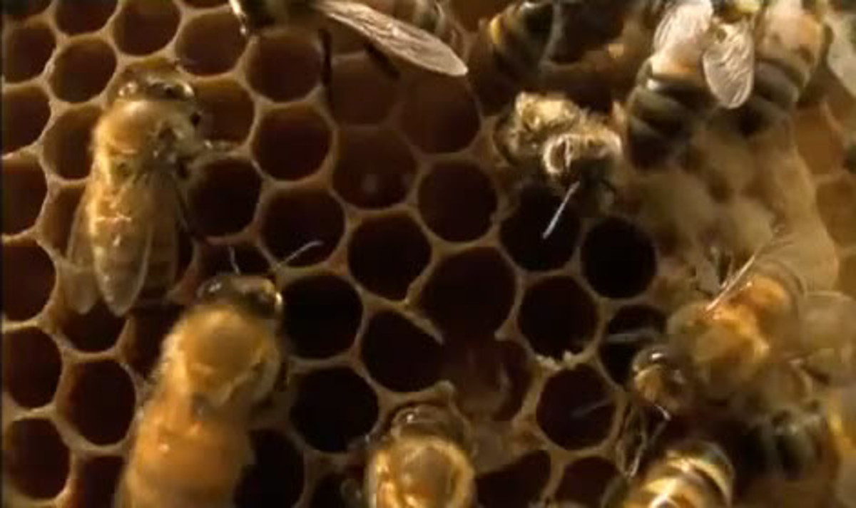 Bees Produce Royal Jelly