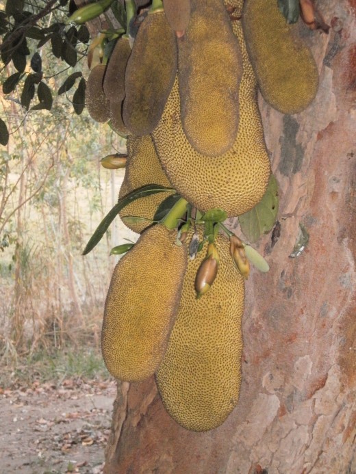 Jackfruit on the trunk of its tree.