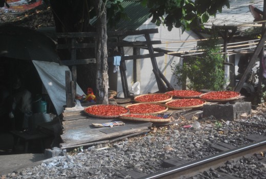 Drying chillies along the railway
