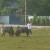 Two fighting bulls Two fighting bulls