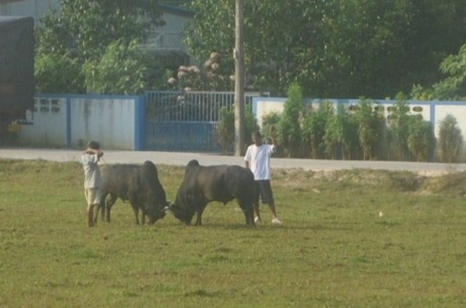 Two fighting bulls
