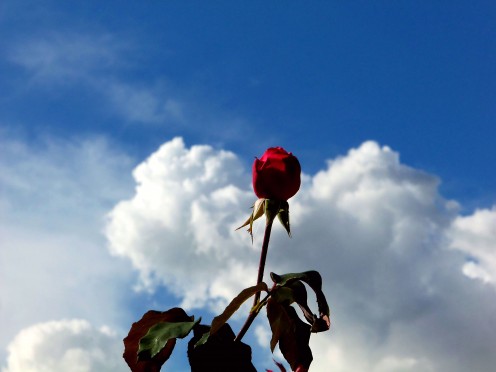 - "A red rose & soft heart shaped cloud for you if I could" - Photos that appear on this page were gently processed using a quality grade online photo editor - Enhancements include slight adjustments to Color Levels, Saturation, Contrast, & Curves -